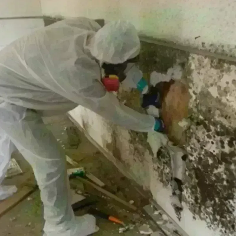 Mold Remediation and Removal in Clay, KY